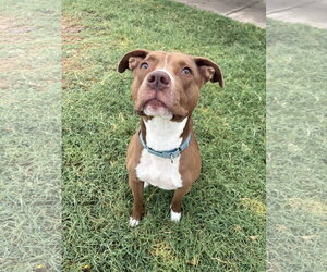 Boxer-Staffordshire Bull Terrier Mix Dogs for adoption in Chandler, AZ, USA