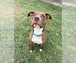 MILLIE - Female Boxer-Staffordshire Bull Terrier Mix Dog for Adoption - Small photo