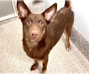 Australian Kelpie-Unknown Mix Dogs for adoption in Houston, TX, USA