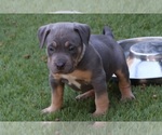 Puppy Puppy 9 White American Bully