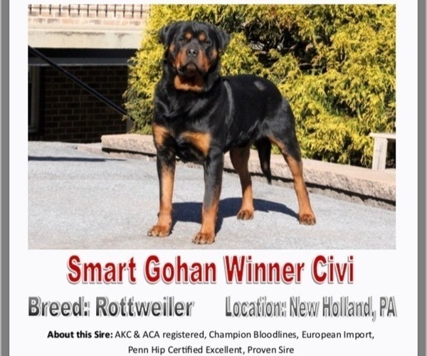 Medium Photo #1 Rottweiler Puppy For Sale in NARVON, PA, USA