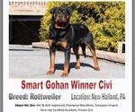 Small Photo #1 Rottweiler Puppy For Sale in NARVON, PA, USA