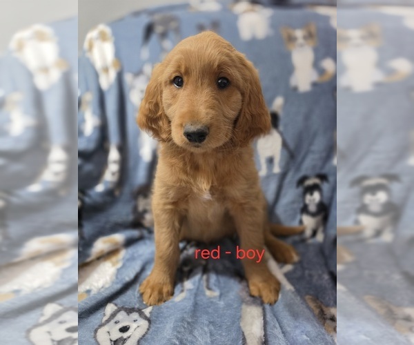 Medium Photo #1 Goldendoodle Puppy For Sale in SHERIDAN, MI, USA