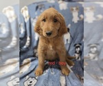 Small Goldendoodle