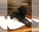 Small Photo #8 Labradoodle Puppy For Sale in ROBERTA, GA, USA
