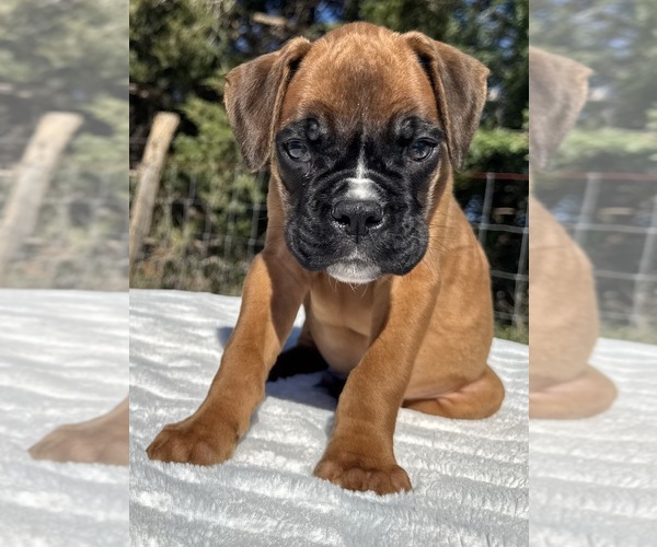 Medium Photo #13 Boxer Puppy For Sale in PAWNEE CITY, NE, USA