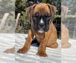 AKC Austin - Male Boxer Puppy for Sale - Photo #13