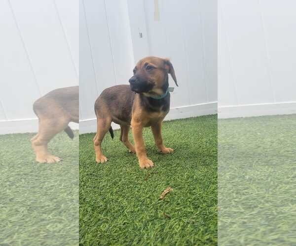 Medium Photo #7 Dachsador Puppy For Sale in Pompano Beach , FL, USA
