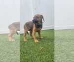 Small #6 Dachsador