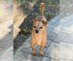 Small #3 Chiweenie