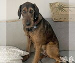 Small #6 Airedale Terrier Mix