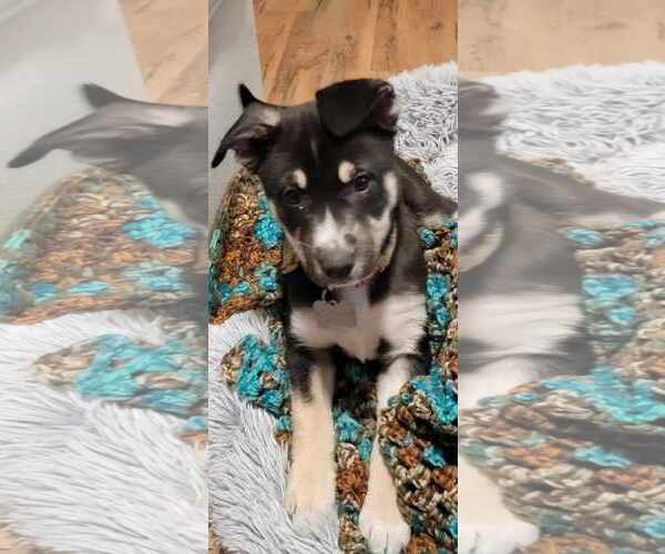 Medium Photo #20 Huskies -Unknown Mix Puppy For Sale in Holly Springs, NC, USA