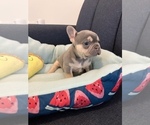 Puppy 3 French Bulldog