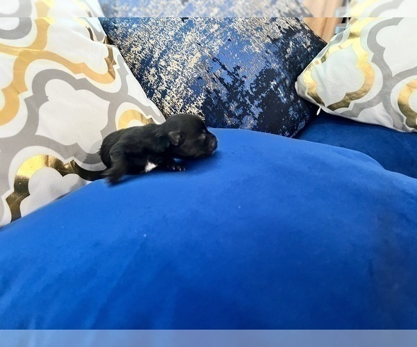 Medium Photo #57 Yorkshire Terrier Puppy For Sale in HAYWARD, CA, USA