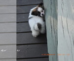Small Photo #5 Pom-Shi Puppy For Sale in DINWIDDIE, VA, USA