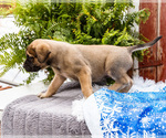 Small #15 Mastiff