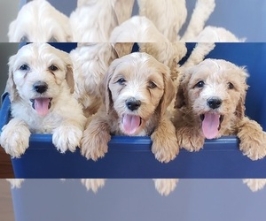 Goldendoodle-Poodle (Standard) Mix Puppy for Sale in WINSTON SALEM, North Carolina USA