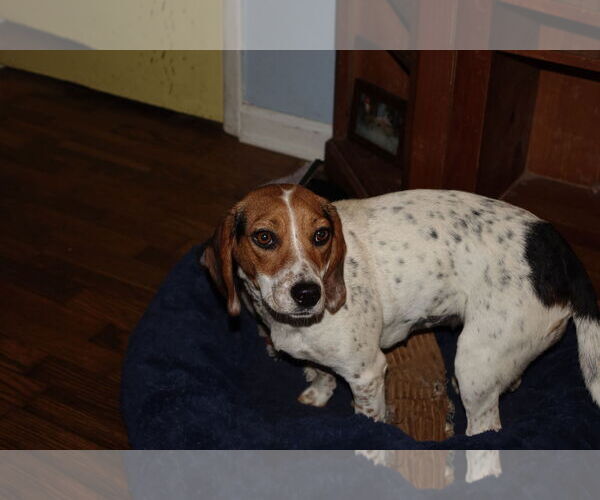 Medium Photo #2 Beagle-Unknown Mix Puppy For Sale in Doylestown, PA, USA