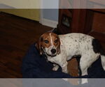 Small #1 Beagle Mix