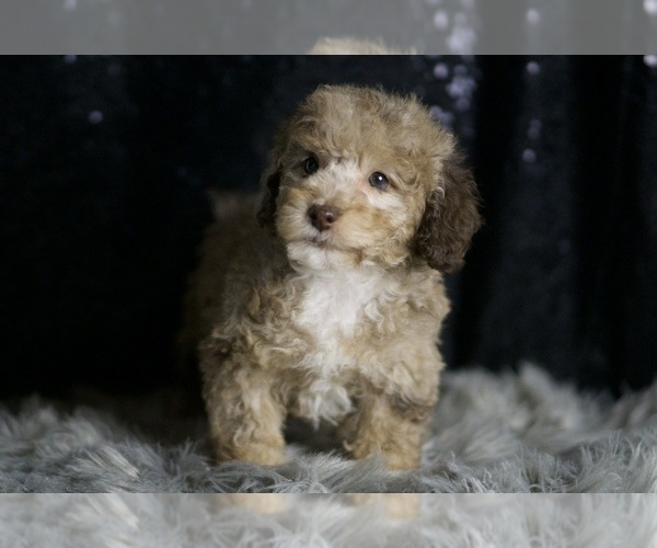 Medium Photo #5 Poodle (Toy) Puppy For Sale in WARSAW, IN, USA