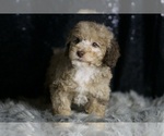 Small #4 Poodle (Toy)