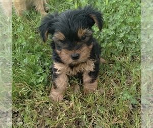 Yorkshire Terrier Puppy for sale in PARIS, TX, USA