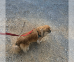 Small #4 Pekingese Mix