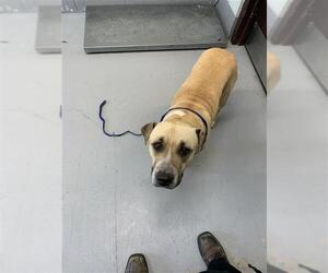 Black Mouth Cur Dogs for adoption in Corpus Christi, TX, USA