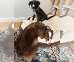 Small Photo #3 Boxador Puppy For Sale in Salt Lake City, UT, USA