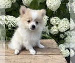 Small #2 Pomeranian