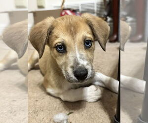 Mutt Dogs for adoption in Ball Ground, GA, USA