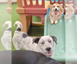 Small Photo #7 Border Collie-Unknown Mix Puppy For Sale in Highland, IL, USA