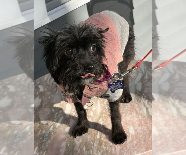 Medium Photo #10 Mutt Puppy For Sale in Oak Bluffs, MA, USA