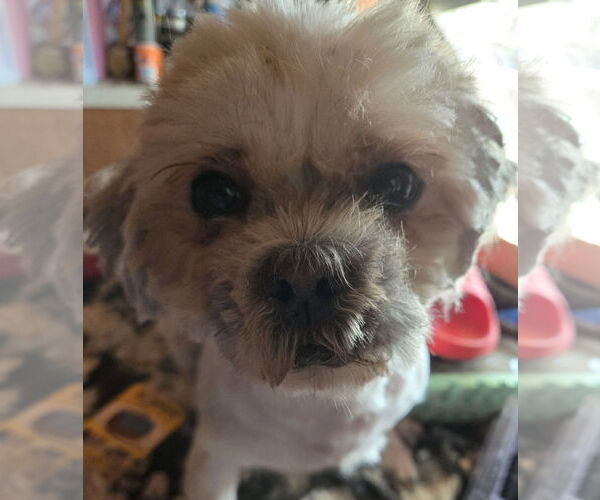 Medium Photo #4 Shih Tzu Puppy For Sale in San Antonio, TX, USA