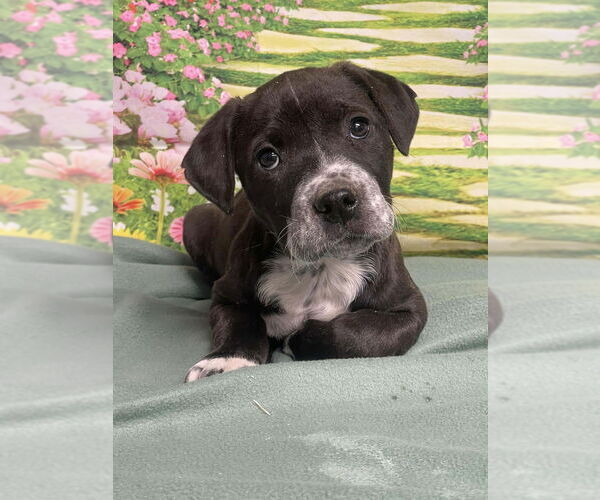 Medium Photo #4 American Staffordshire Terrier-Unknown Mix Puppy For Sale in Lakewood, CO, USA