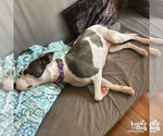 Small #9 Feist Terrier-Rat Terrier Mix