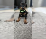 Small #3 Doberman Pinscher