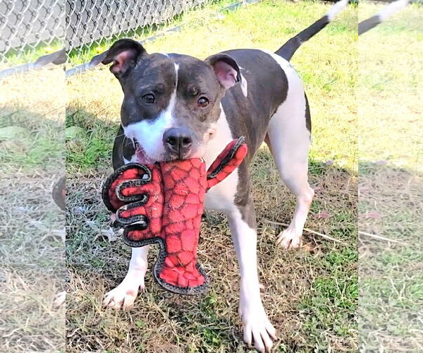 Medium Photo #3 American Pit Bull Terrier-Unknown Mix Puppy For Sale in Millersville, MD, USA