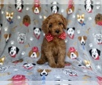 Small Cavapoo (Miniature)