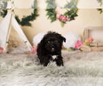 Small Photo #2 YorkiePoo Puppy For Sale in WARSAW, IN, USA