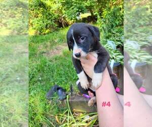 American Pit Bull Terrier-Labrador Retriever Mix Puppy for sale in HOPEWELL, PA, USA