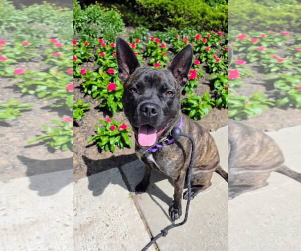 Medium Photo #1 Mutt Puppy For Sale in Rockaway, NJ, USA
