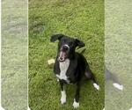 Small #3 Labrador Retriever Mix