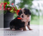 Small #5 Miniature Australian Shepherd