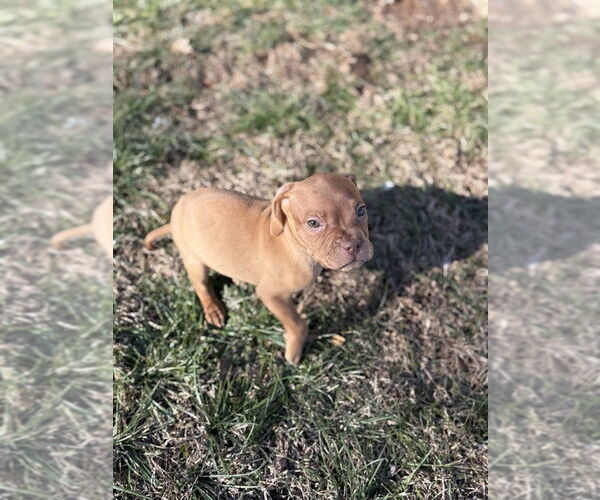 Medium Photo #1 Beagle-Unknown Mix Puppy For Sale in Shermans Dale, PA, USA