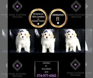 Maltipoo Puppy for sale in WARSAW, IN, USA