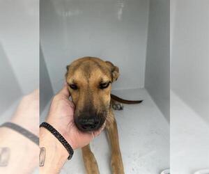 German Shepherd Dog-Unknown Mix Dogs for adoption in Houston, TX, USA