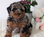Small #3 Poodle (Miniature)