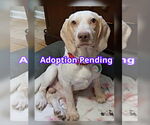 Small Beagle