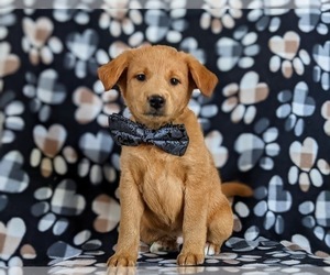Double Doodle Puppy for sale in NOTTINGHAM, PA, USA